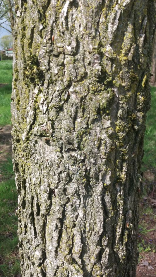 Amberboom | Hoogstam