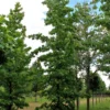 Amberboom | Laagstam