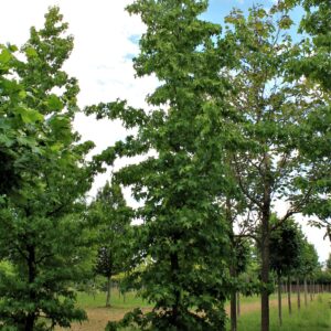 Amberboom | Laagstam