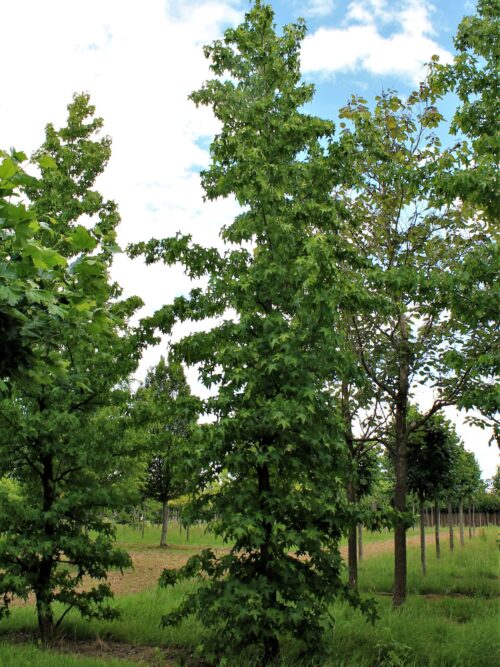 Amberboom | Laagstam