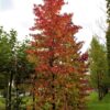 Amberboom | Laagstam