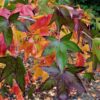 Amberboom | Laagstam