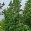 Amberboom | Laagstam