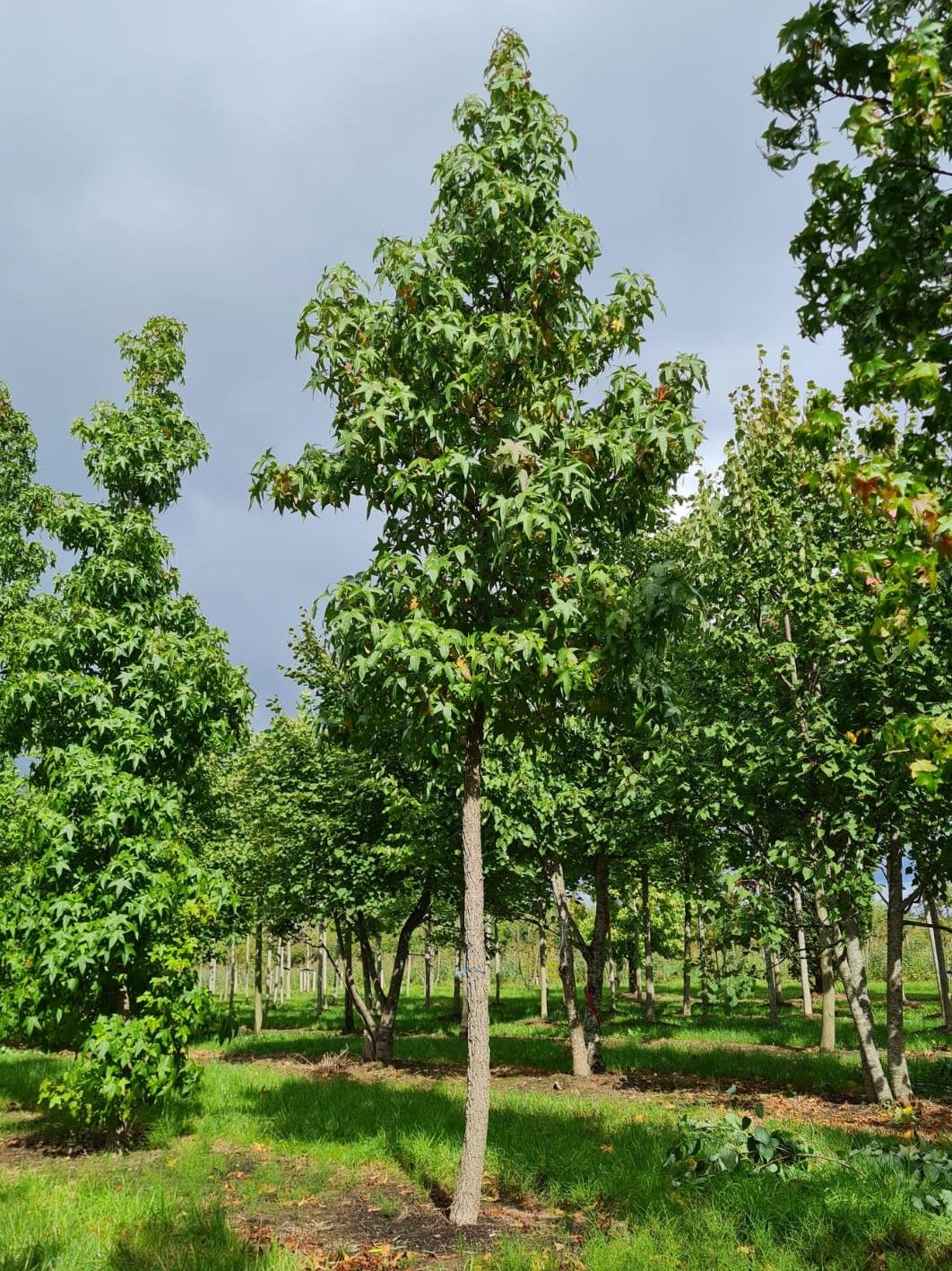 Amberboom | Hoogstam