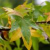 Amberboom | Laagstam