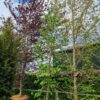 Amberboom | Laagstam