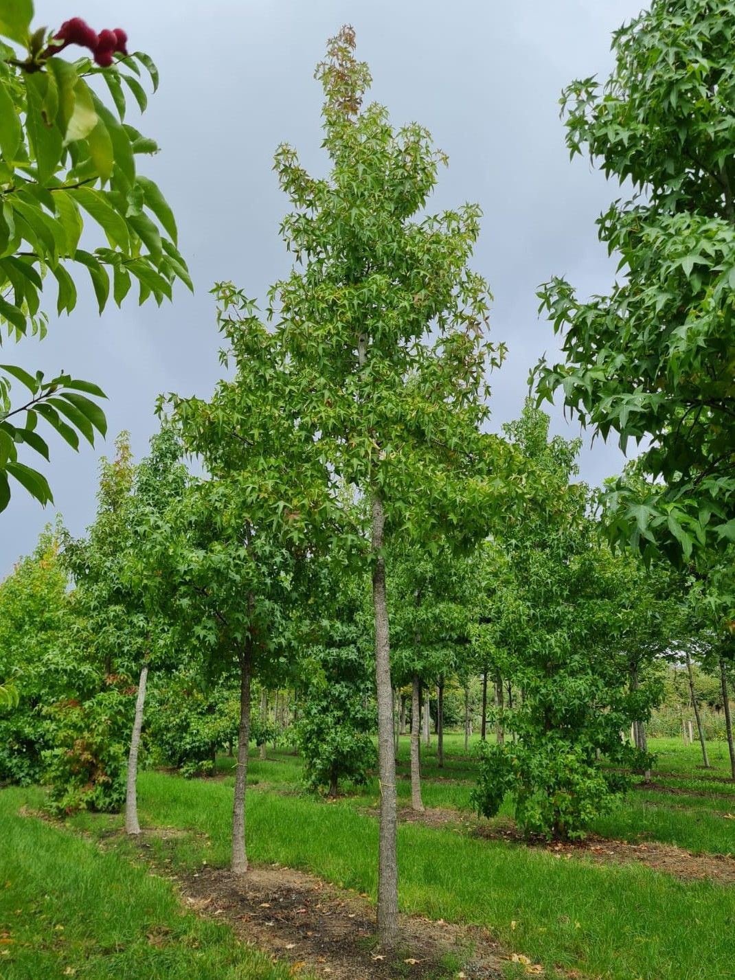 Amberboom | Hoogstam