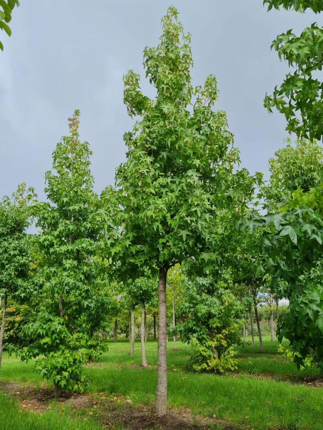 Amberboom | Hoogstam