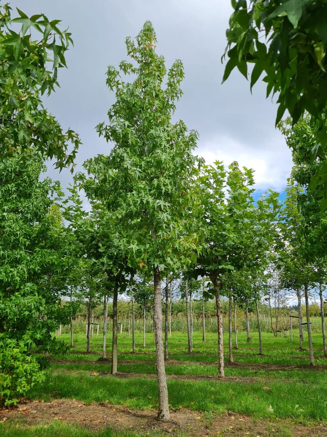 Amberboom | Hoogstam