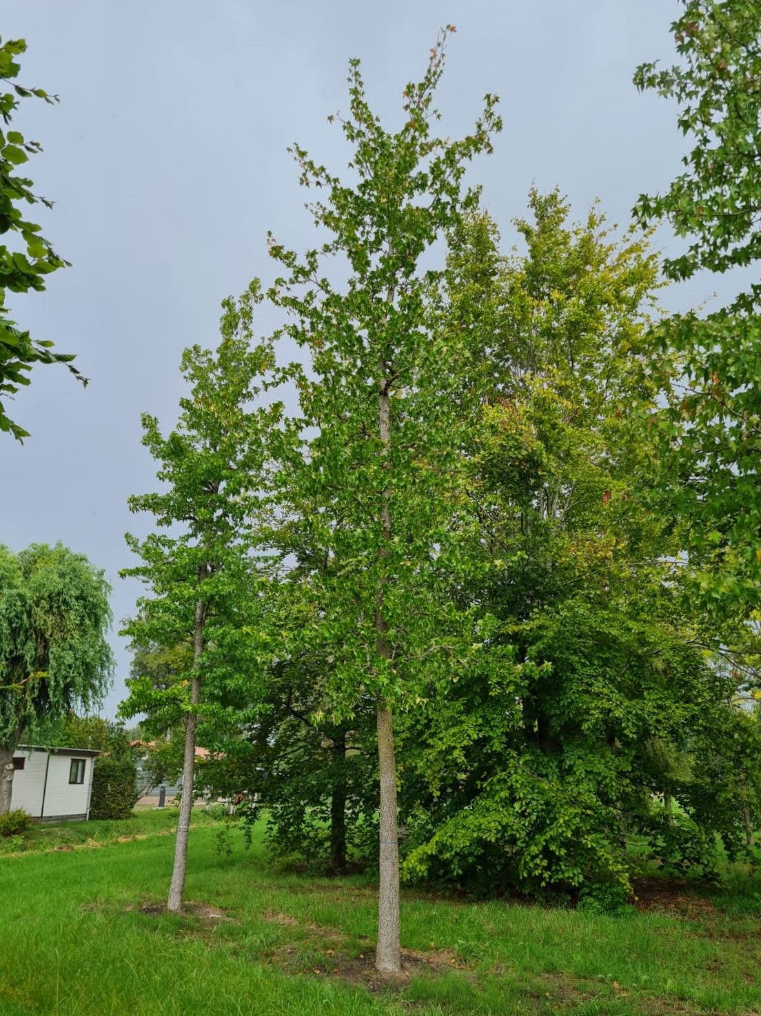 Amberboom | Hoogstam