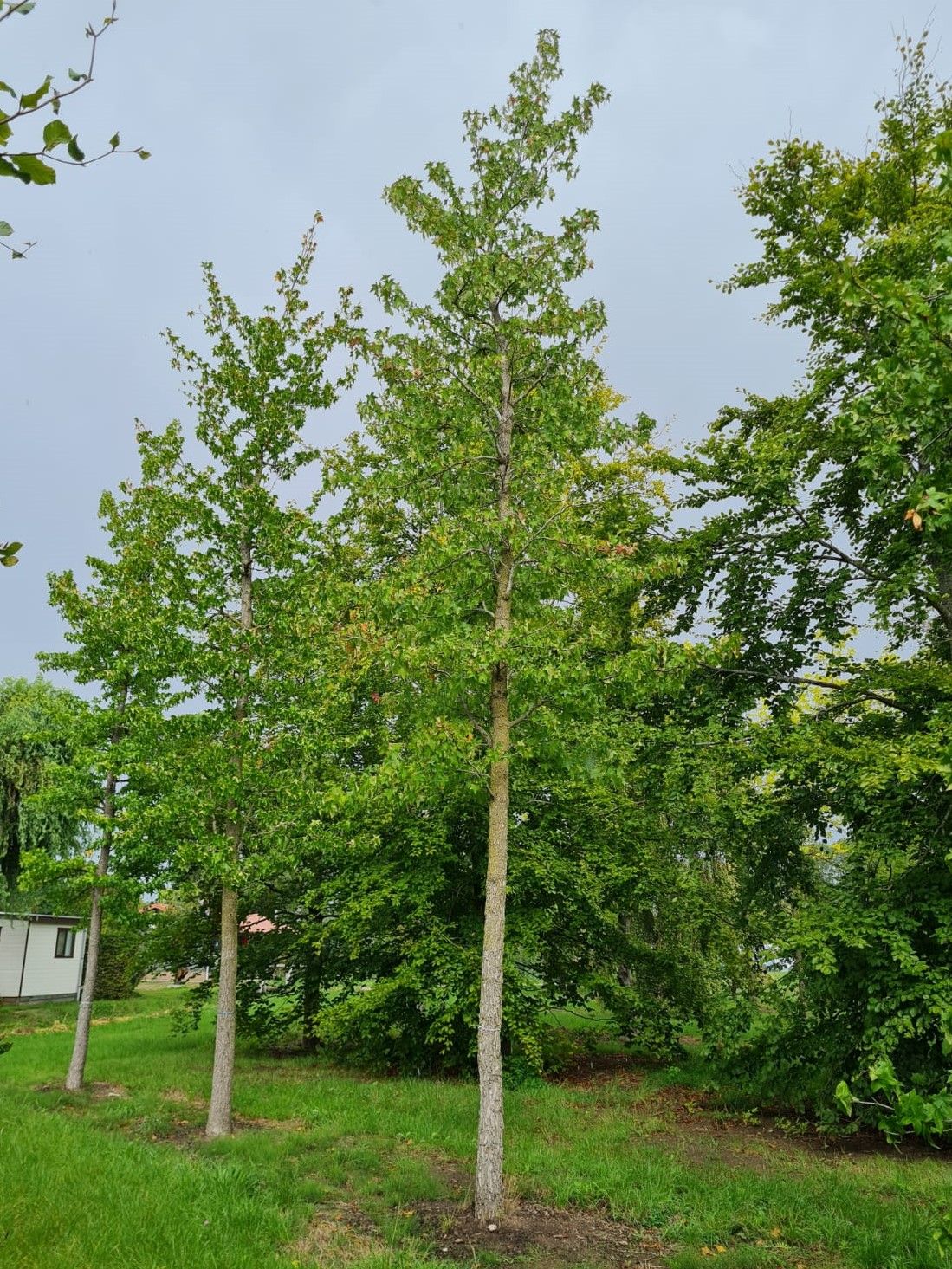 Amberboom | Hoogstam