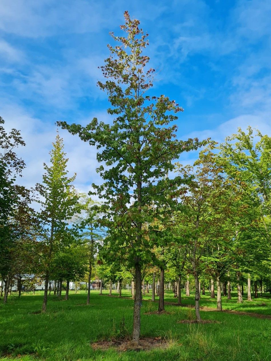 Amberboom | Hoogstam