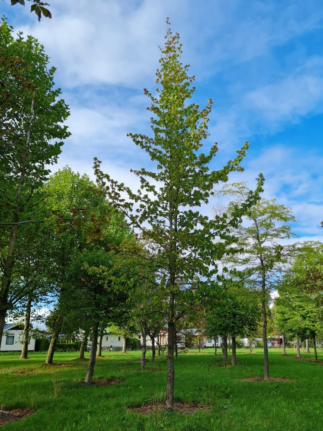 Amberboom | Hoogstam