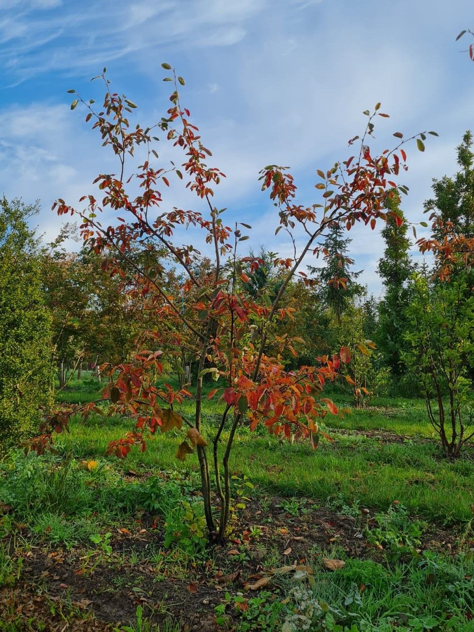 Amerikaans Krentenboompje | Meerstammig