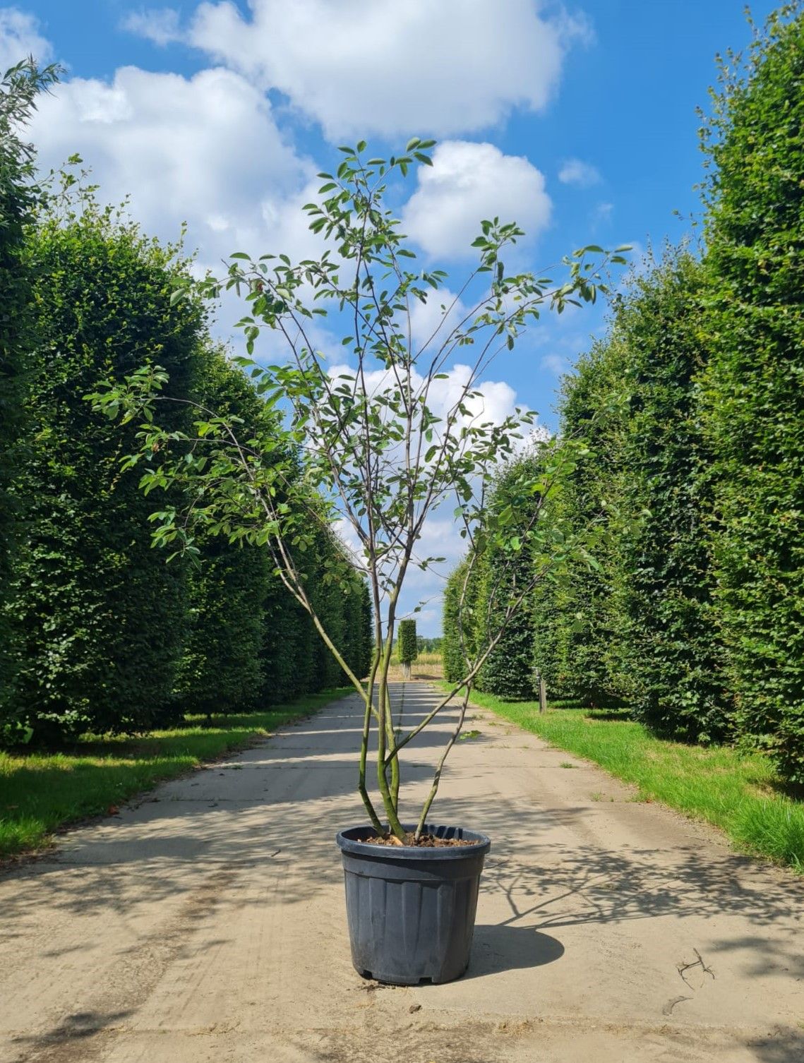 Amerikaans Krentenboompje | Meerstammig