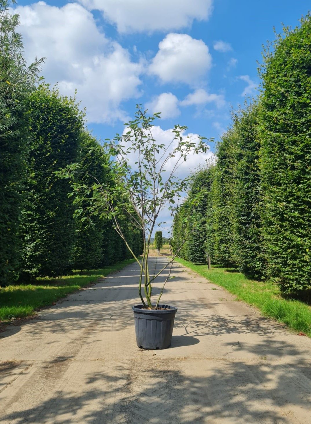 Amerikaans Krentenboompje | Meerstammig