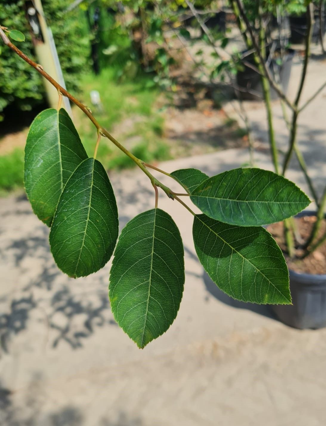 Amerikaans Krentenboompje | Meerstammig