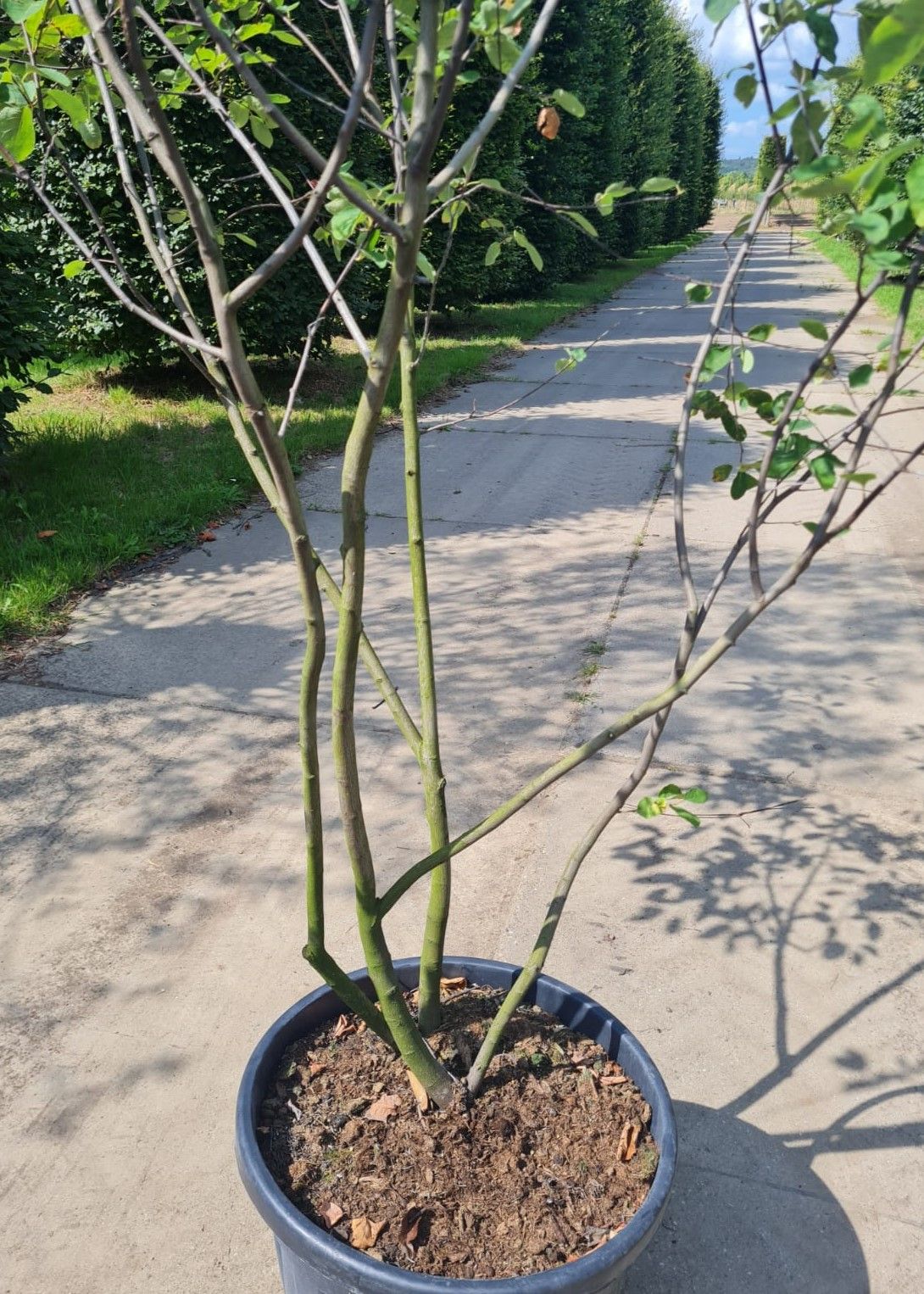 Amerikaans Krentenboompje | Meerstammig