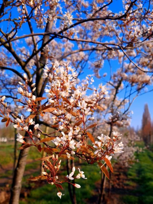 Amerikaans Krentenboompje | Hoogstam