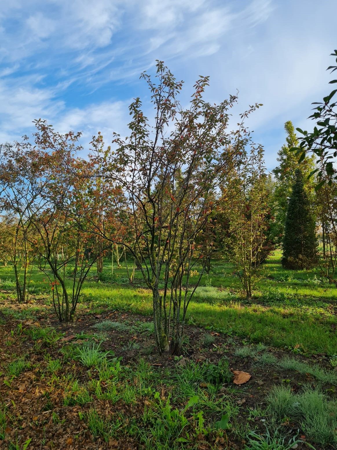 Amerikaans Krentenboompje | Meerstammig