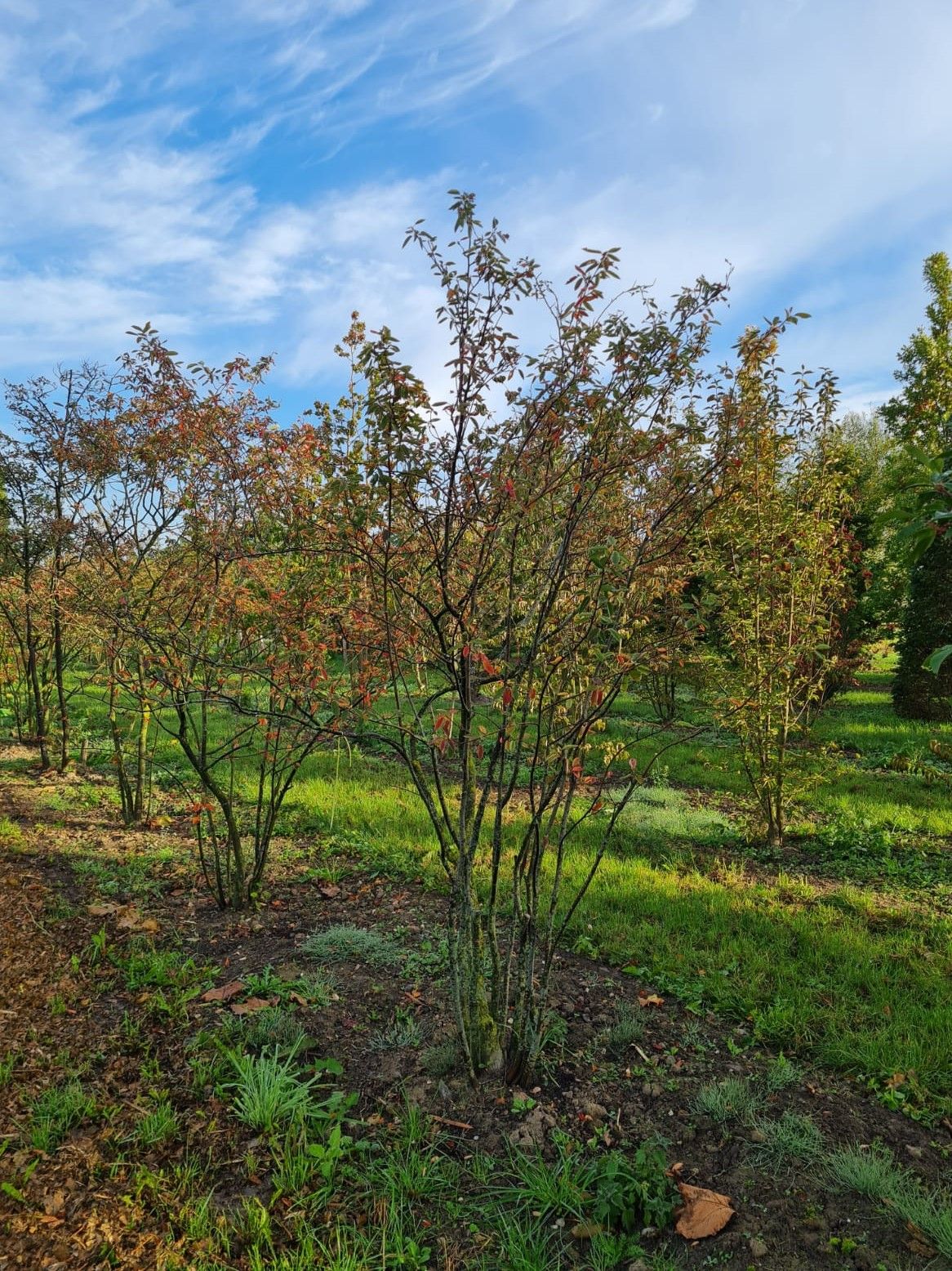 Amerikaans Krentenboompje | Meerstammig