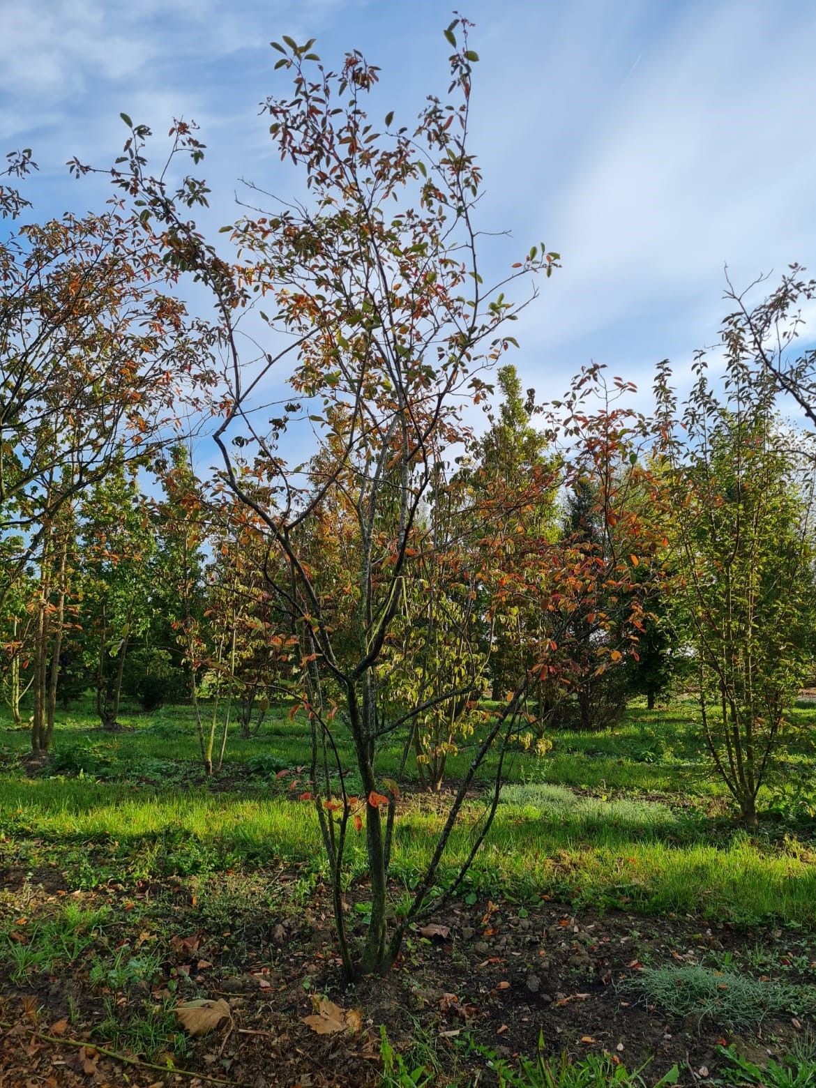 Amerikaans Krentenboompje | Meerstammig