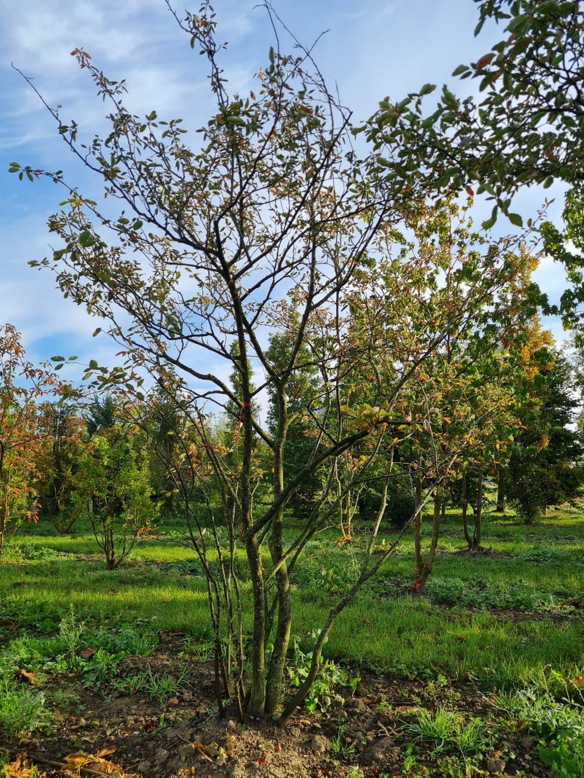 Amerikaans Krentenboompje | Meerstammig