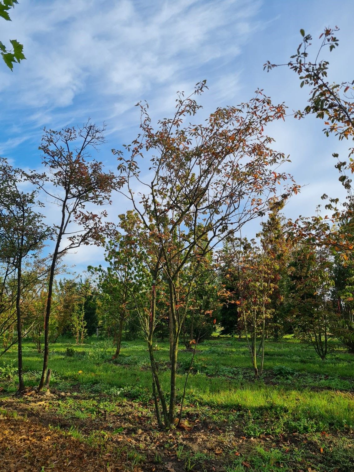 Amerikaans Krentenboompje | Meerstammig
