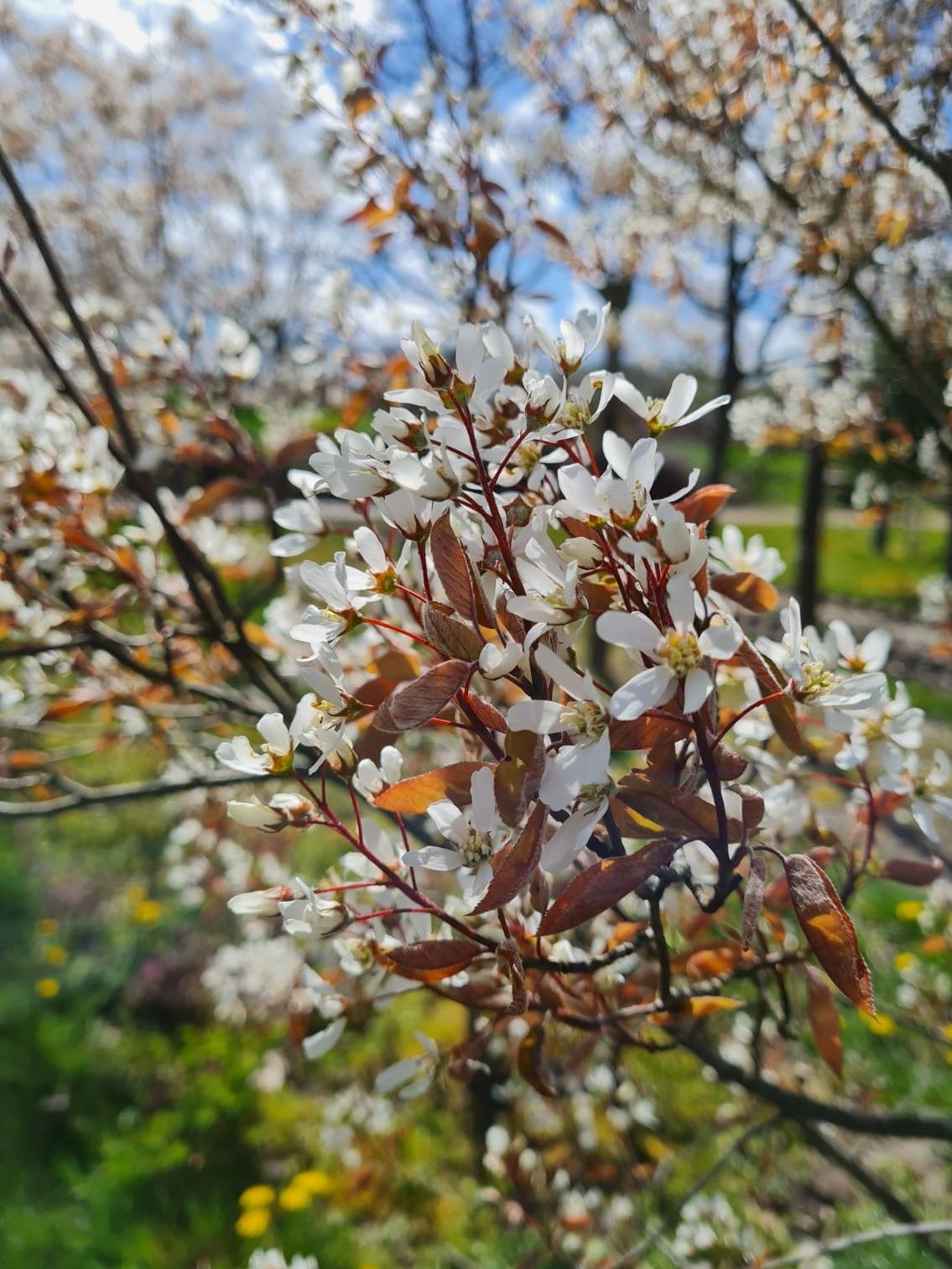 Amerikaans Krentenboompje | Meerstammig