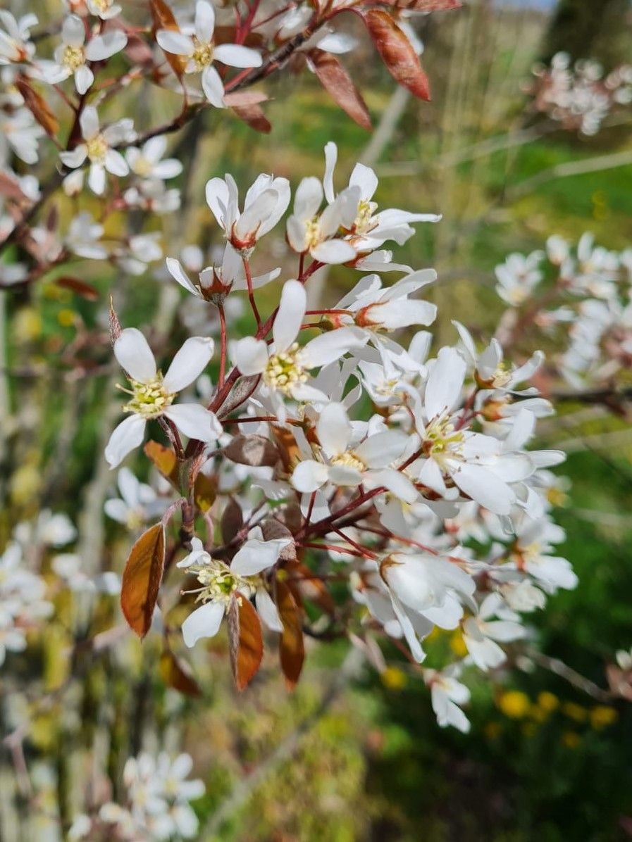 Amerikaans Krentenboompje | Meerstammig