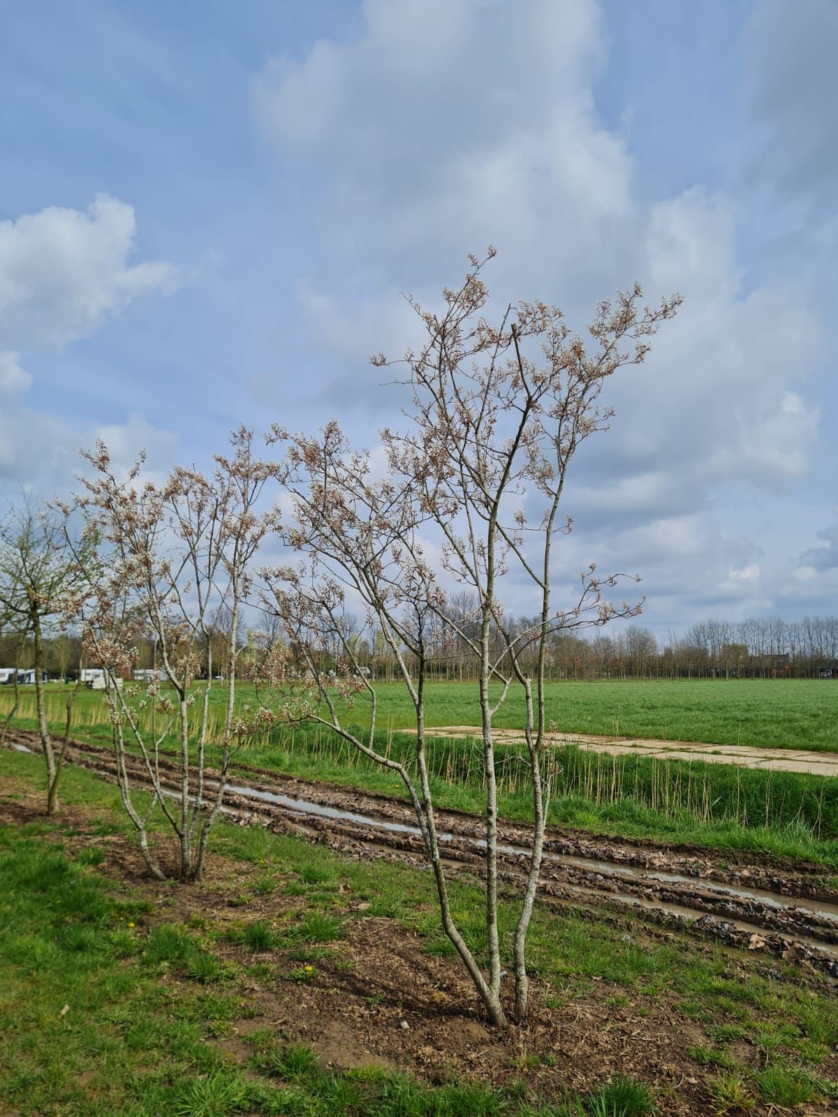 Amerikaans Krentenboompje | Meerstammig