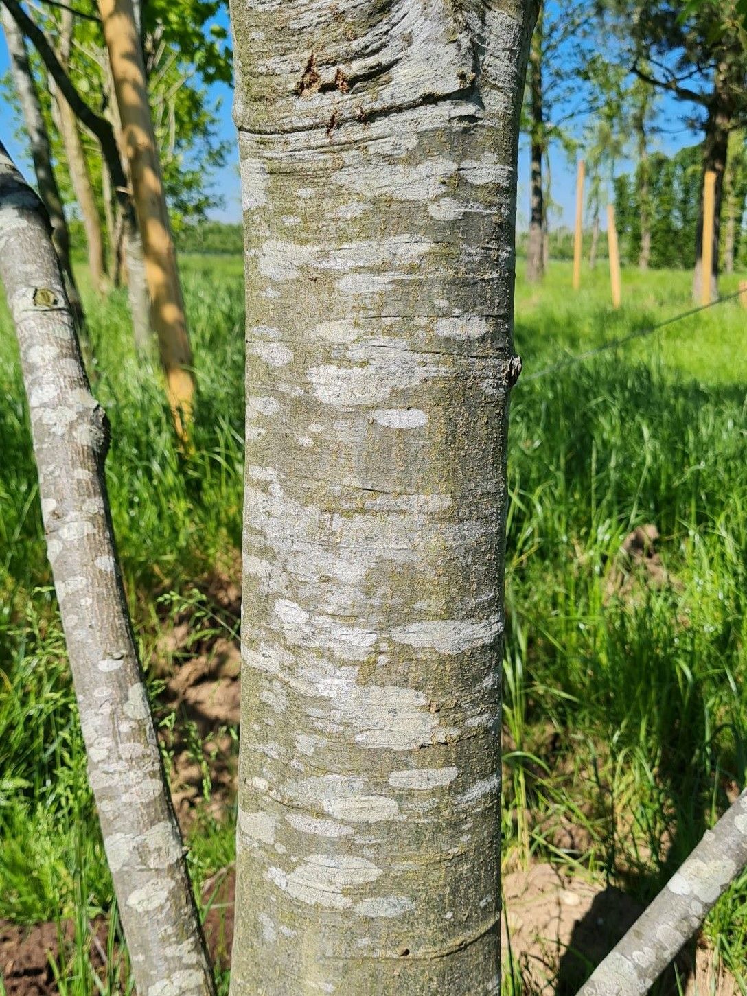 Amerikaanse eik | Laagstam