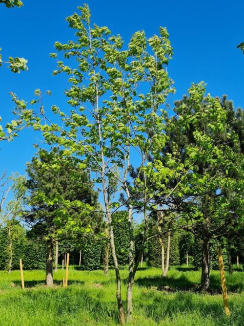 Amerikaanse eik | Meerstammig