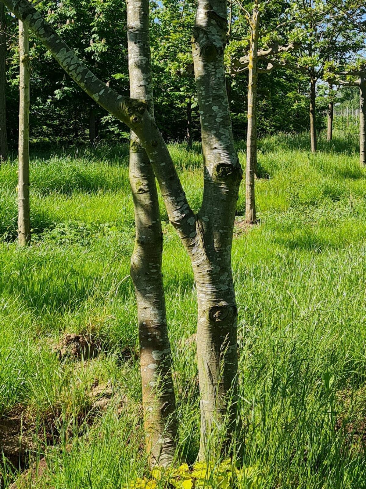 Amerikaanse eik | Meerstammig