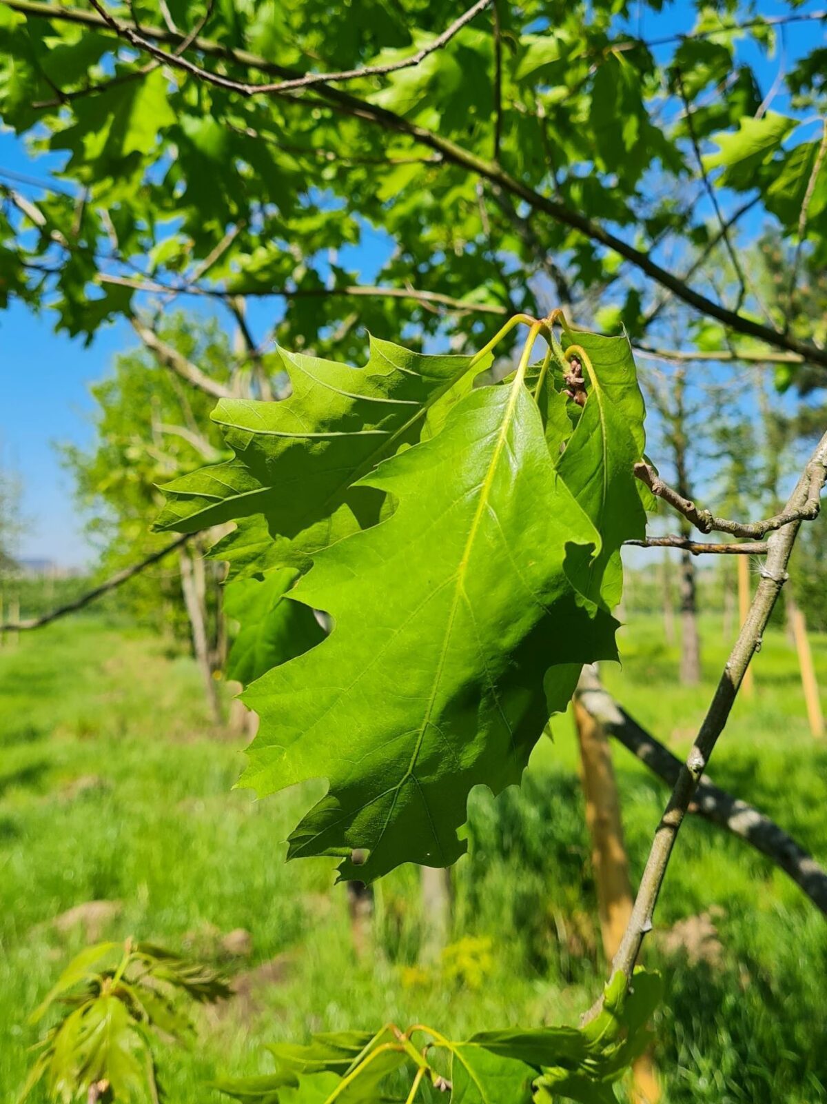 Amerikaanse eik | Laagstam