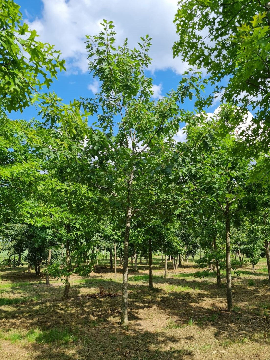 Amerikaanse eik | Hoogstam