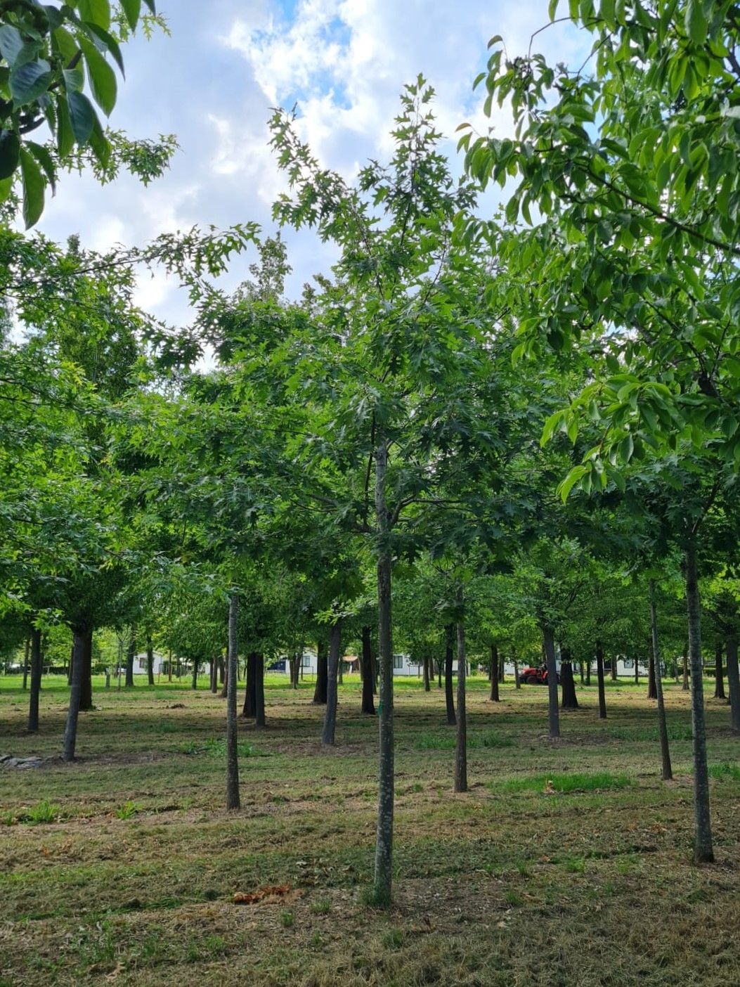 Amerikaanse eik | Hoogstam