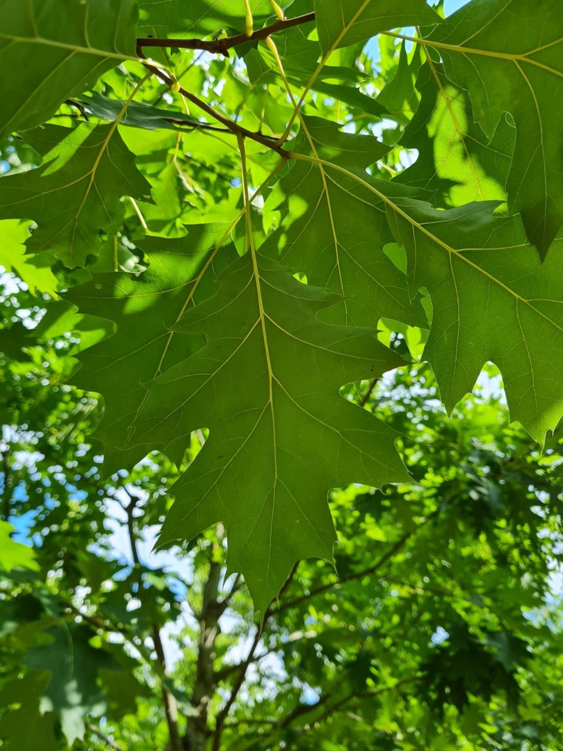 Amerikaanse eik | Hoogstam