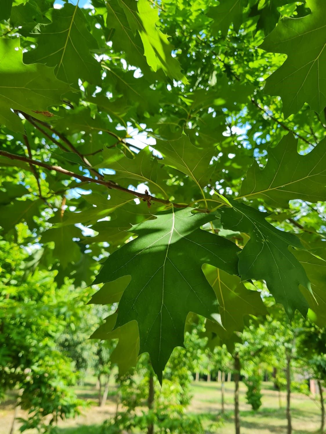 Amerikaanse eik | Hoogstam