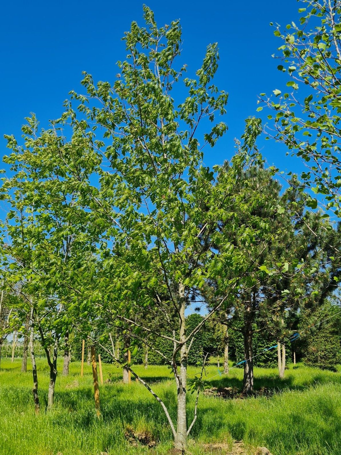 Amerikaanse eik | Laagstam