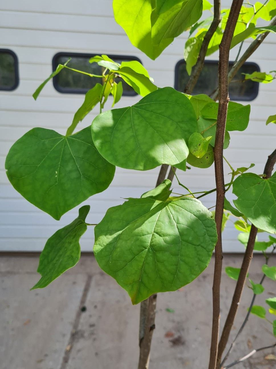 Amerikaanse judasboom | Meerstammig