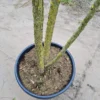 Westerse netelboom | Meerstammig