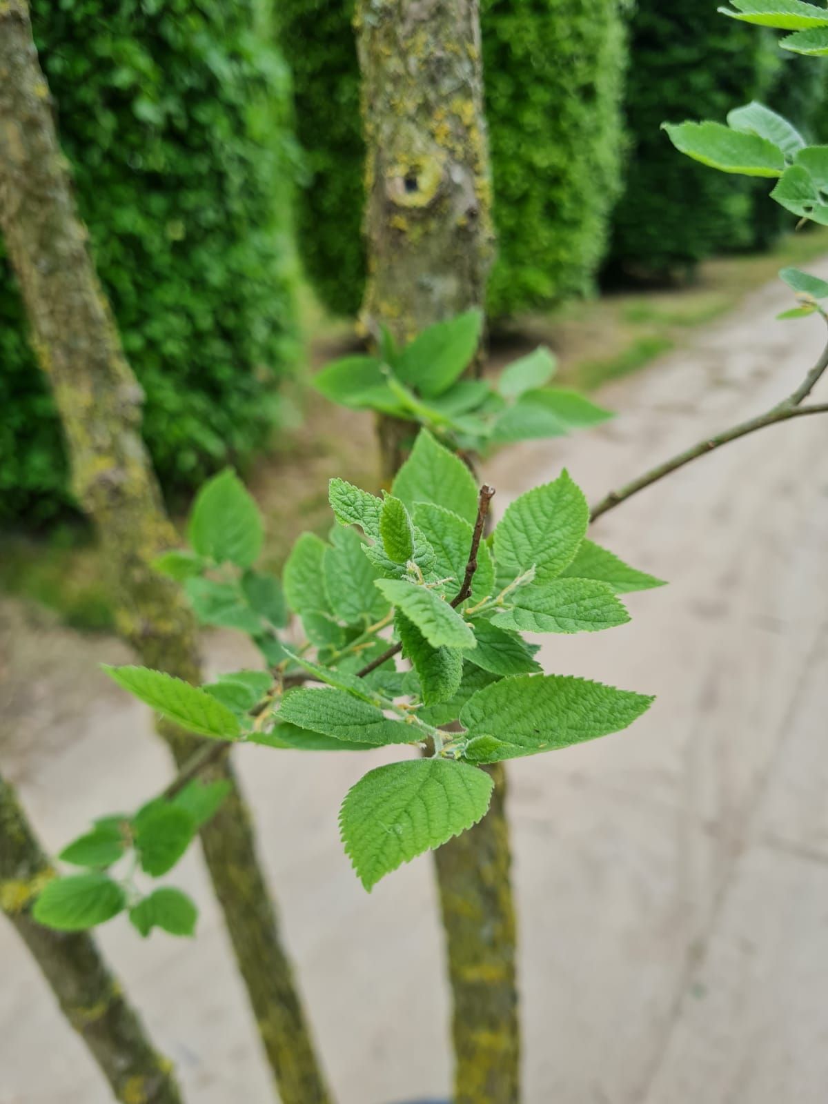 Westerse netelboom | Meerstammig