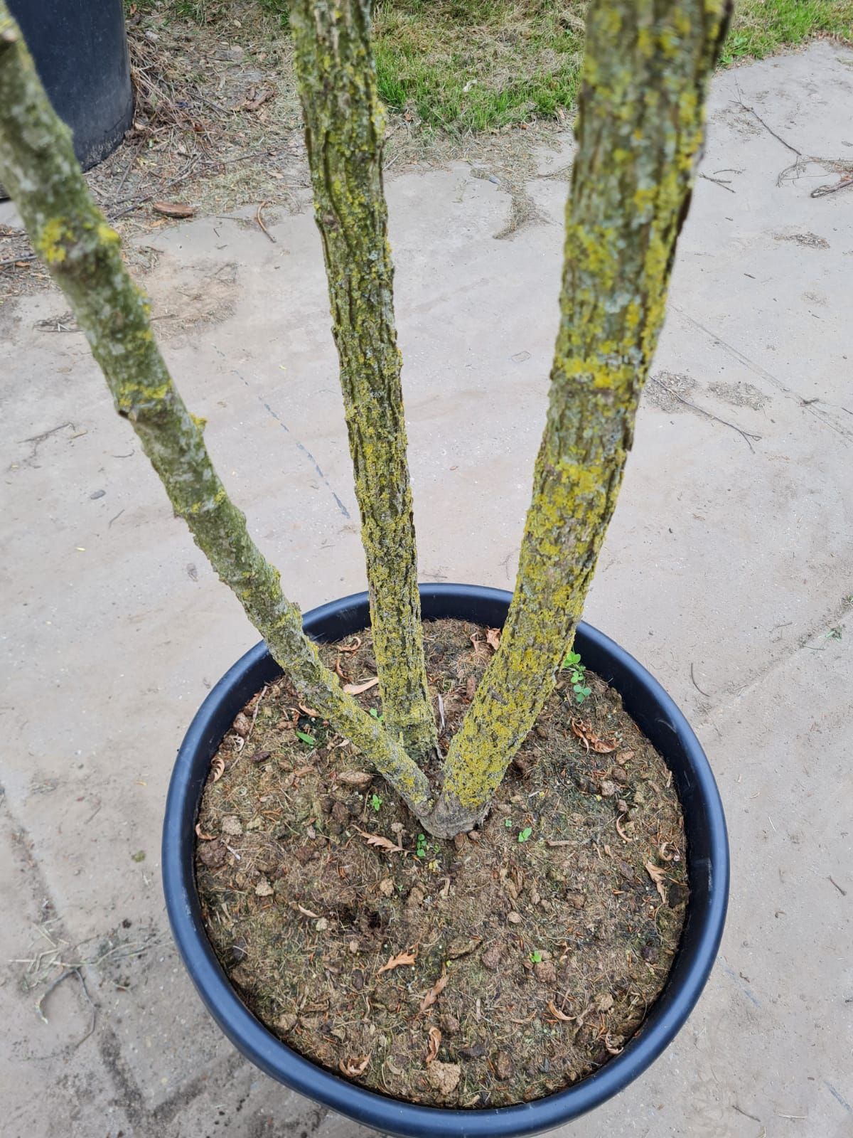 Westerse netelboom | Meerstammig