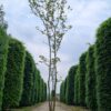 Westerse netelboom | Meerstammig