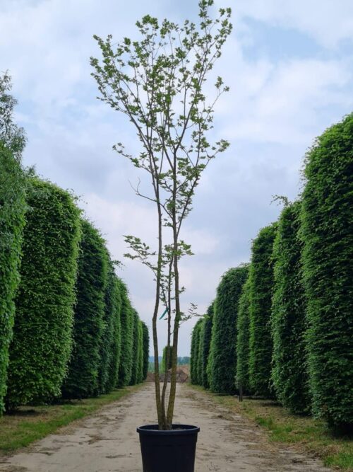 Westerse netelboom | Meerstammig