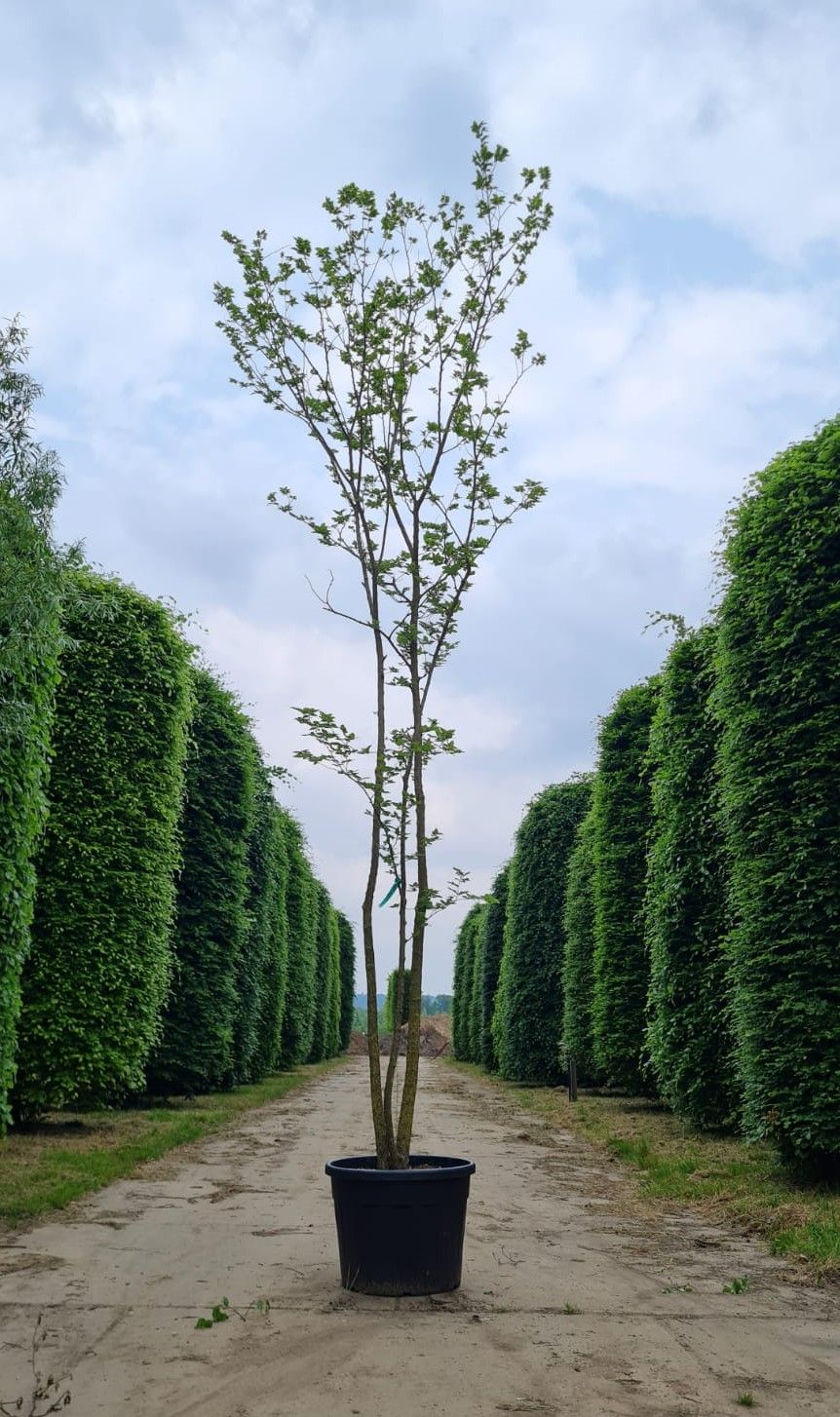 Westerse netelboom | Meerstammig