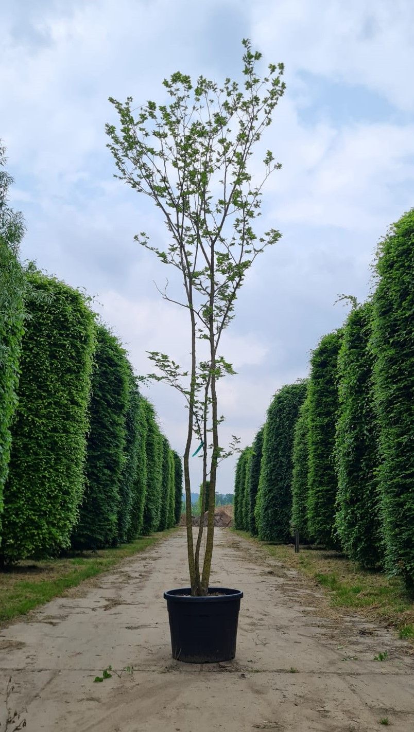 Amerikaanse judasboom | Meerstammig