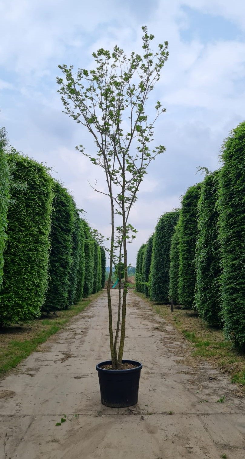 Amerikaanse judasboom | Meerstammig