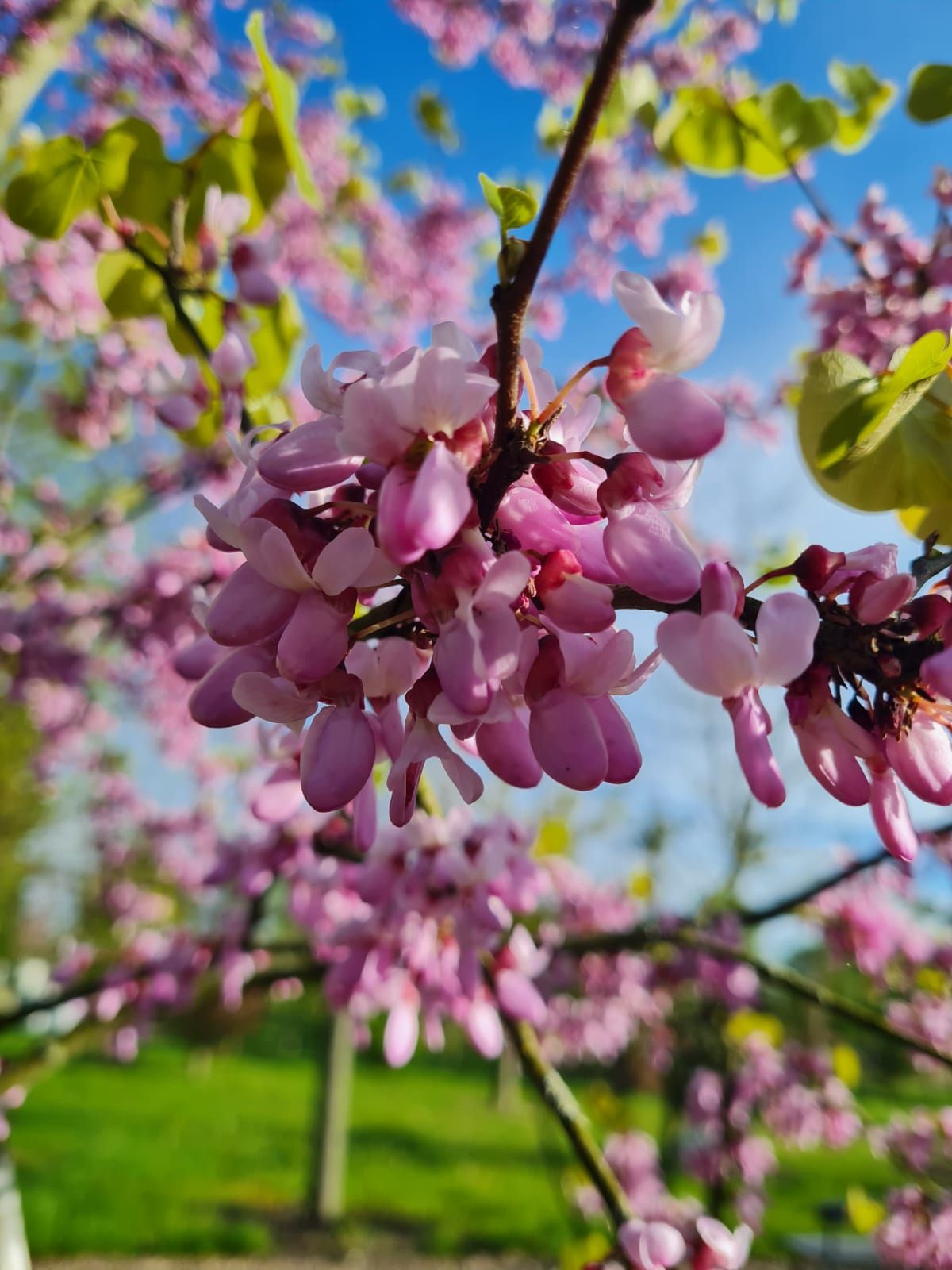 Europese Judasboom | Meerstammig